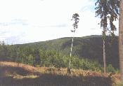 Landschaftaufnahme an einem Wegedreieck im Wald